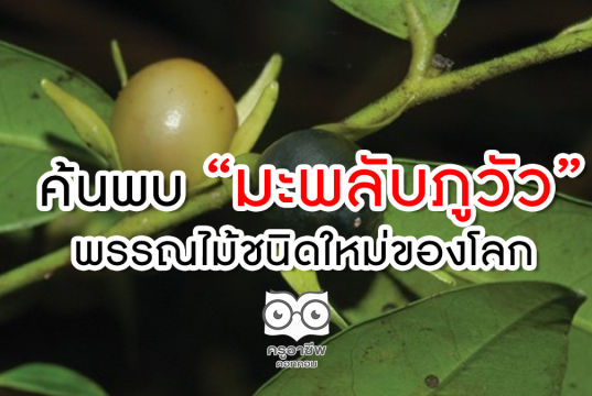 ไทยค้นพบต้น'มะพลับภูวัว' พรรณไม้ชนิดใหม่ของโลก