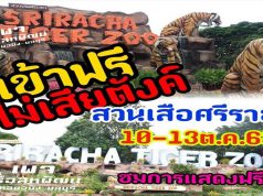 สวนเสือศรีราชาเปิดให้เข้าฟรีระหว่างวันที่ 10-13 ตุลาคม เพื่อระลึกถึงพระมหากรุณาธิคุณ และวันคล้ายวันสวรรคตของรัชกาลที่ 9