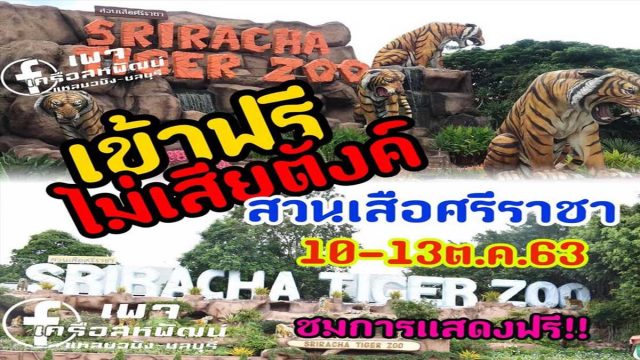 สวนเสือศรีราชาเปิดให้เข้าฟรีระหว่างวันที่ 10-13 ตุลาคม เพื่อระลึกถึงพระมหากรุณาธิคุณ และวันคล้ายวันสวรรคตของรัชกาลที่ 9