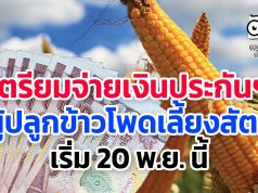 เตรียมจ่ายเงินประกันฯ ผู้ปลูกข้าวโพดเลี้ยงสัตว์ เริ่ม 20 พ.ย. นี้