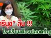 “ตรีนุช” ลั่น !!! โรงเรียนต้องปลอดกัญชา